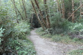 Stout Grove (Autumn)