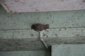 Enlarge photo 106