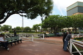 Walking Ring and Paddock