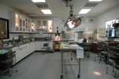 1800 Autopsy