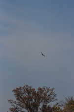 Enlarge photo 376