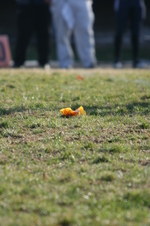 Enlarge photo 449