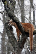 Enlarge photo 36