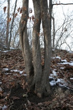Enlarge photo 36