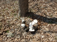 Enlarge photo 32