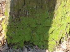 Enlarge photo 41