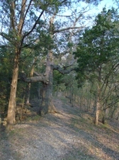 Enlarge photo 57