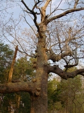 Enlarge photo 78