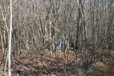 Enlarge photo 75