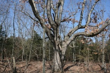 Enlarge photo 83