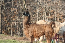 Enlarge photo 31
