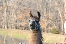 Enlarge photo 32