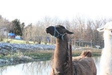 Enlarge photo 38