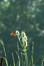 Enlarge photo 20