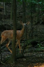 Enlarge photo 30