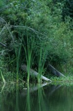 Enlarge photo 36