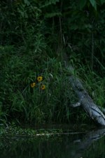 Enlarge photo 37