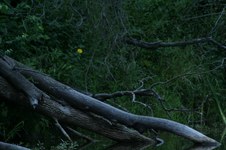 Enlarge photo 38