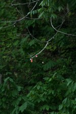 Enlarge photo 41