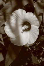 Enlarge photo 44