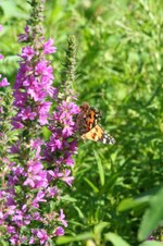 Enlarge photo 48