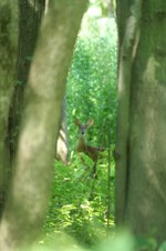 Enlarge photo 52
