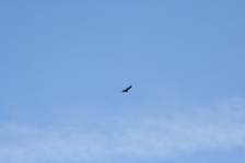 Enlarge photo 151