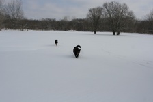 Enlarge photo 95