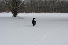 Enlarge photo 110