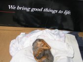 Enlarge photo 7