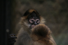 Enlarge photo 7