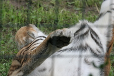 Enlarge photo 20