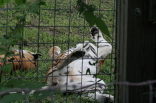 Enlarge photo 21