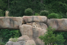 Enlarge photo 41