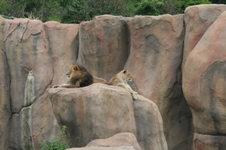 Enlarge photo 42