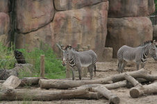 Enlarge photo 56