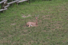 Enlarge photo 78