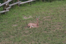 Enlarge photo 79