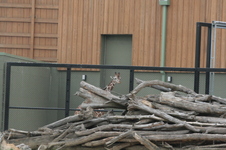 Enlarge photo 87