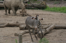 Enlarge photo 92