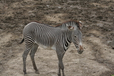 Enlarge photo 94