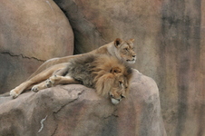 Enlarge photo 95