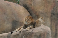 Enlarge photo 97