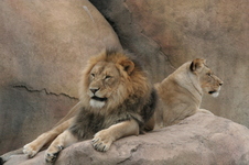 Enlarge photo 98