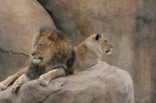 Enlarge photo 102