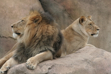 Enlarge photo 103