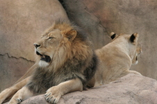 Enlarge photo 104