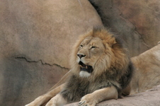 Enlarge photo 108