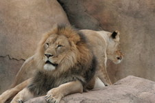 Enlarge photo 109