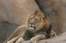 Enlarge photo 110